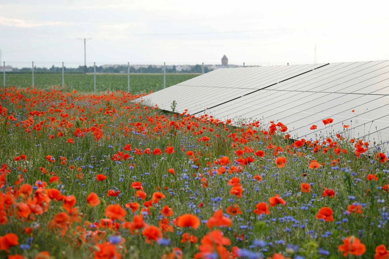 Vibrant red poppies and blue flowers grow around solar panels in a green field, with distant buildings in the background.